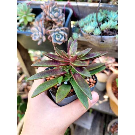 LIVE Crassula Capitella Campfire Red 火祭 多肉 5 5cm Pot Shopee Malaysia