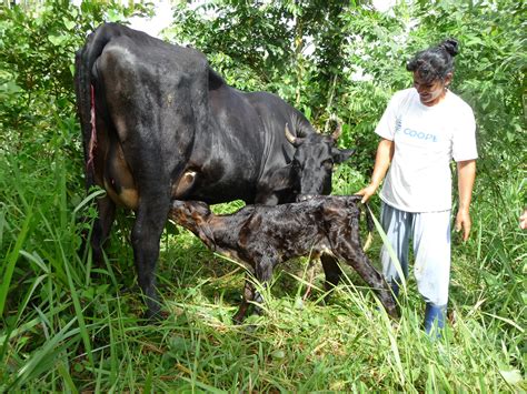 Nace Primera Cría De Inseminación Artificial De Ganado Vacuno En