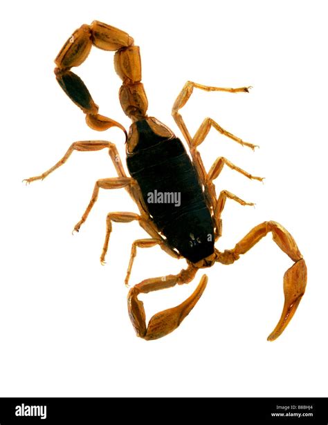 Animal Poison Portrait Scorpion Hi Res Stock Photography And Images Alamy