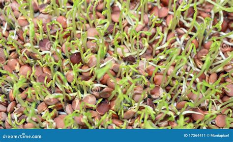 Lentil Sprouts stock image. Image of sprouts, organic - 17364411