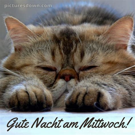 Sch Nen Mittwoch Abend Und Gute Nacht Katze Picturesdown