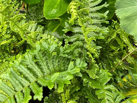 Fern Dryopteris Cristata The King Merryhatton Garden Centre