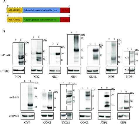 Transient Expression Of Mitochondrial Gene Constructs In Hek293 Cells