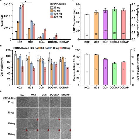 In Vitro Transfection Efficiency Toxicity Size And Encapsulation