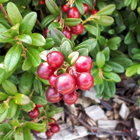 Lingonberry plants for sale - Sussi