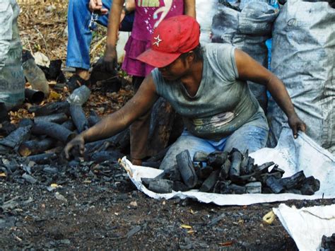 Carbón Tropical Carboneros Del Roble Sc De Rl De Cv Comisión