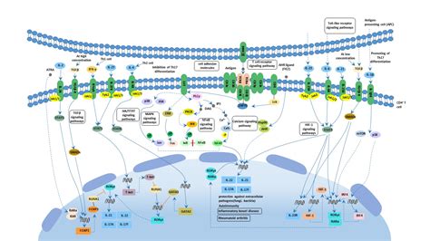 Th17 Cell Differentiation Cusabio