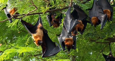 Mengenal Virus Nipah Dan Gejalanya