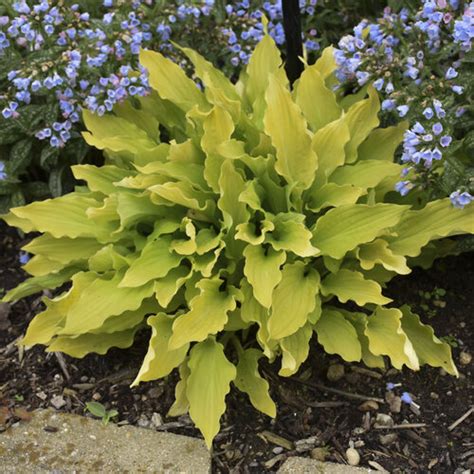 Time In A Bottle Hosta Hybrid Proven Winners