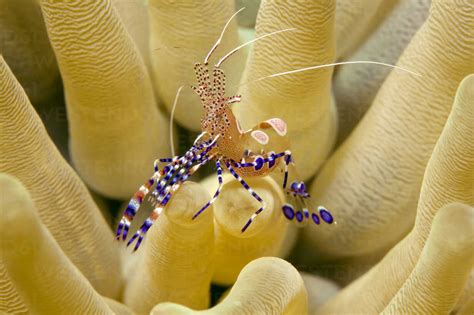 Caribbean Antilles Curacao Westpunt Spotted Cleaner Shrimp