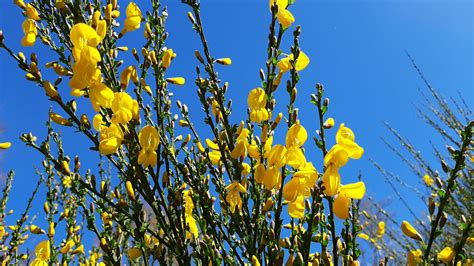 Cytisus scoparius - Trees and Shrubs Online