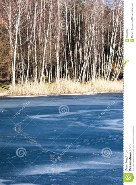 Winter Time Landscape Lake And Birch Trees Poland Stock Photo Image