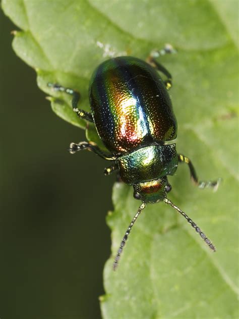 Chrysolina Fastuosa On Stinging Nettle Prächtiger Blattkäf Flickr