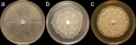 Phytophthora Citrophthora In Progress Abad Et Al 2023b Idphy