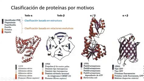 20 Clasificación de proteínas por motivos YouTube