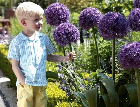 Allium Czosnek Ozdobny Gladiator Szt Cebulki Arena Pl