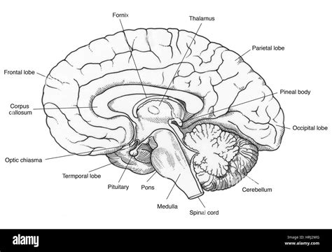 Cerebro humano y médula espinal Imágenes de stock en blanco y negro Alamy