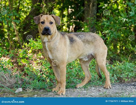 Hound Lab Mutt Stock Image Image Of Humane Adoption 77567971