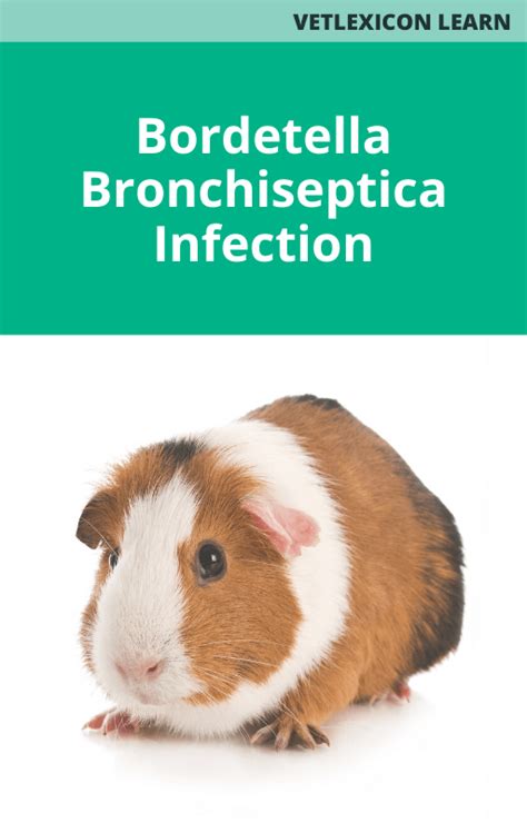 Bordetella Bronchiseptica Infection – Vetacademy