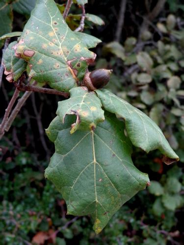 Quercus Hirtifolia Naturalista Mexico