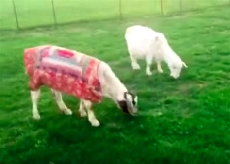 Rambo And Jon Bon Jovi Are Goats Who Live At Sasha Farm Animal