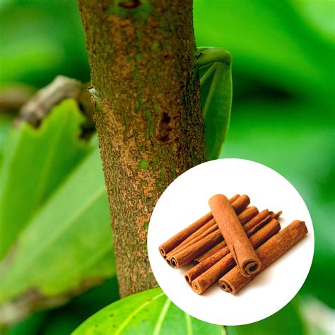 20PCs Cinnamon Tree Seeds, Easy to Grow Spice – Passion For Plantation