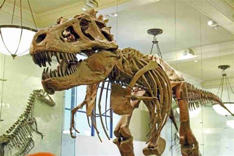 Museo Storia Naturale Di New York Biglietti Cosa Vedere Orari