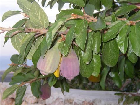 Ficus Pumila Var Awkeotsang Alchetron The Free Social Encyclopedia