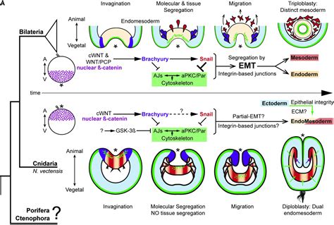 Germ Layer Specific Regulation Of Cell Polarity And Adhesion Gives