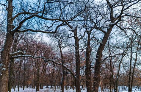 Trees Grow in Winter Park, Landscape Stock Image - Image of hanging ...