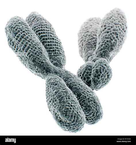 X Chromosomen Weiblich Fotos Und Bildmaterial In Hoher Aufl Sung Alamy