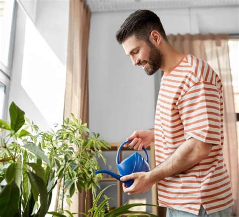 Guía completa para cuidar plantas de interior Tu Asesor de Hogar