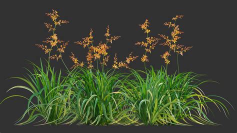 D Crocosmia X Crocosmiiflora Montbretia Model Turbosquid