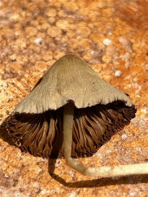 Is This One Conocybe Apala Mushroom Hunting And Identification