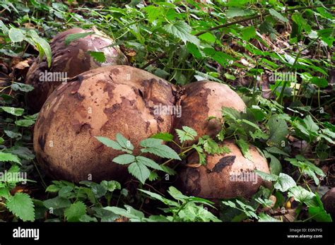 Hongo Puffball Gigante Calvatia Gigantea Langermannia Gigantea