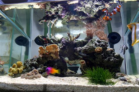 My G Nano Reef Tank Shots Nano Reef Community