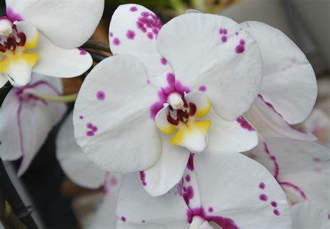 Details 100 Picture Orquideas Blancas Y Violetas Abzlocal Mx