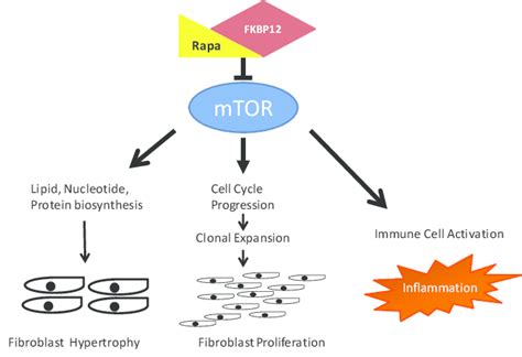 Proposed Schematic Of Rapamycin Inhibition Of Fibrosis Rapamycin Binds