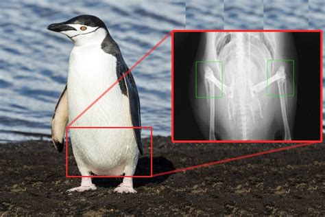 Do Penguins Have Knees Scienceabc