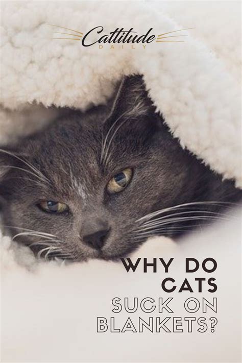 Why Do Cats Suck On Blankets Artofit