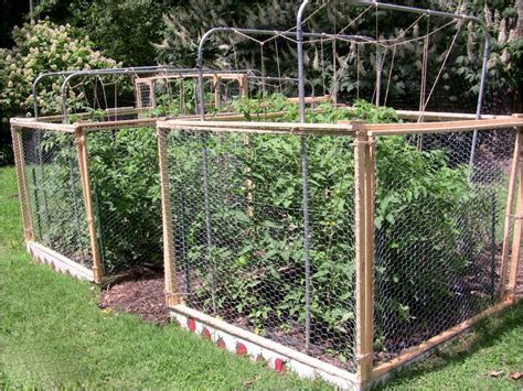 When Should You Put Cages Around Tomato Plants At John Dougherty Blog