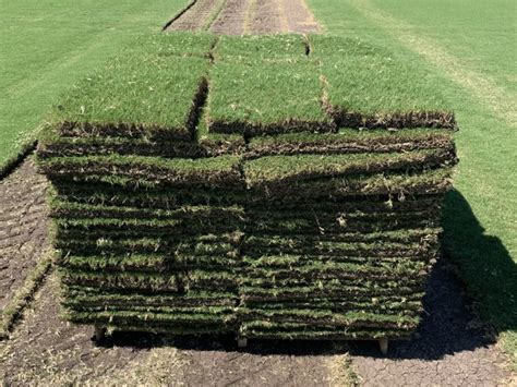 Tiftuf Bermuda Grass Enjoy A Water Efficient Lawn The Grass Store