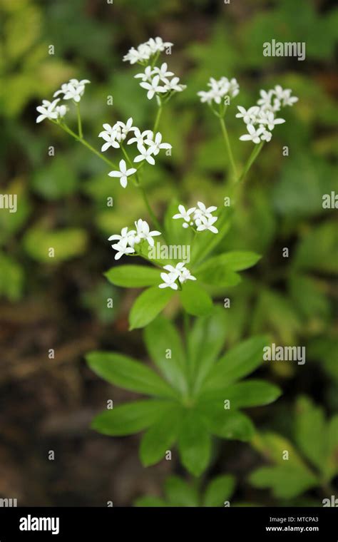 Galium Odoratum Waldmeister Fotos Und Bildmaterial In Hoher Aufl Sung