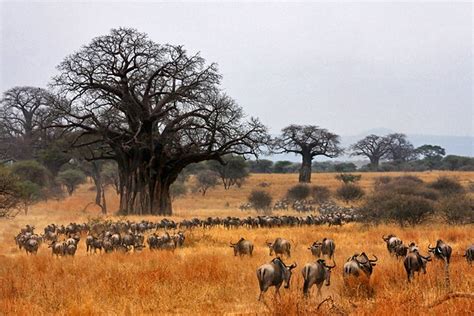 Tarangire National Park Tanzania, Facts, Animals, Map