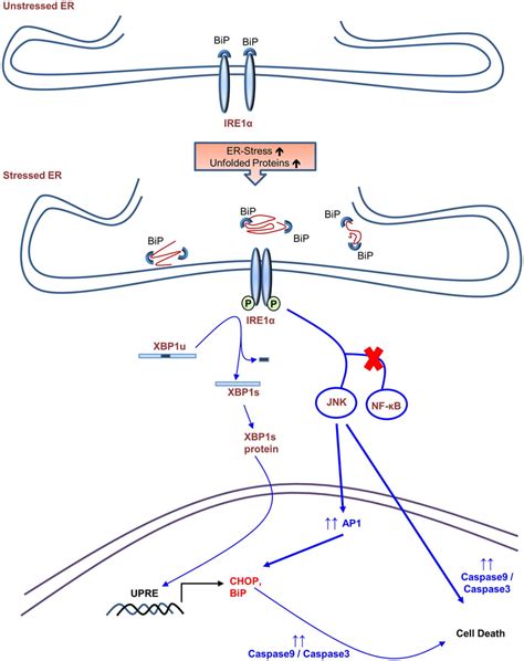 Schematic Of Signaling Pathways Involved In Hiv 1 Gp120 Mediated Er