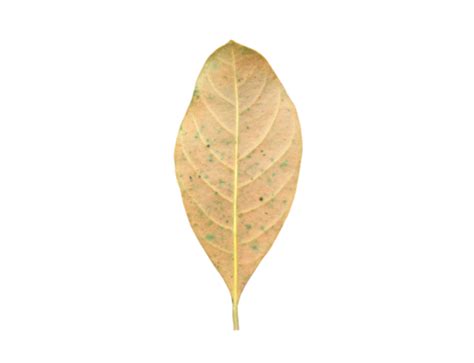 Leaf Texture PNGs for Free Download