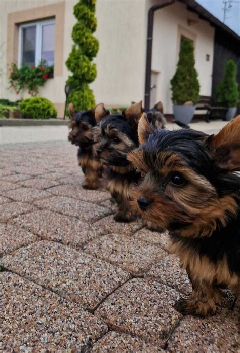 York Miniaturka Yorkshire Terrier Stopnica OLX Pl