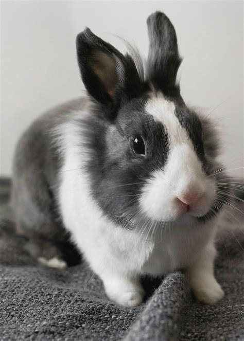 White And Black Rabbit On Gray Textile · Free Stock Photo