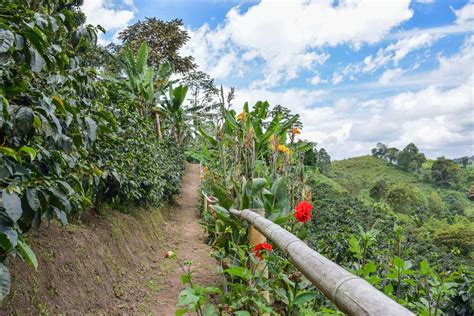 7 Best Coffee Tours In Costa Rica And Local Coffee Plantations