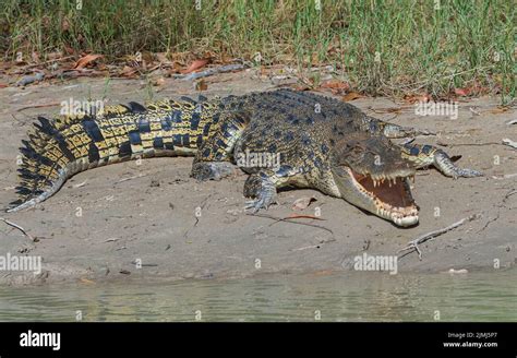 Saltwater Crocodile Crocodylus Porosus Lying In The Mud With Its